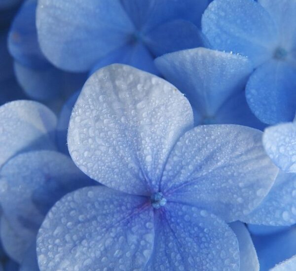 Selecting Therapies For Inner Work